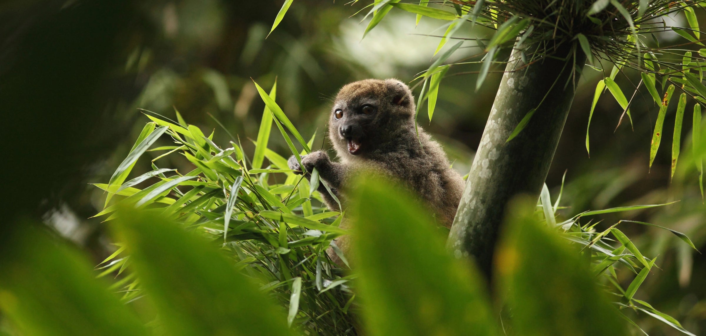 From Madagascar